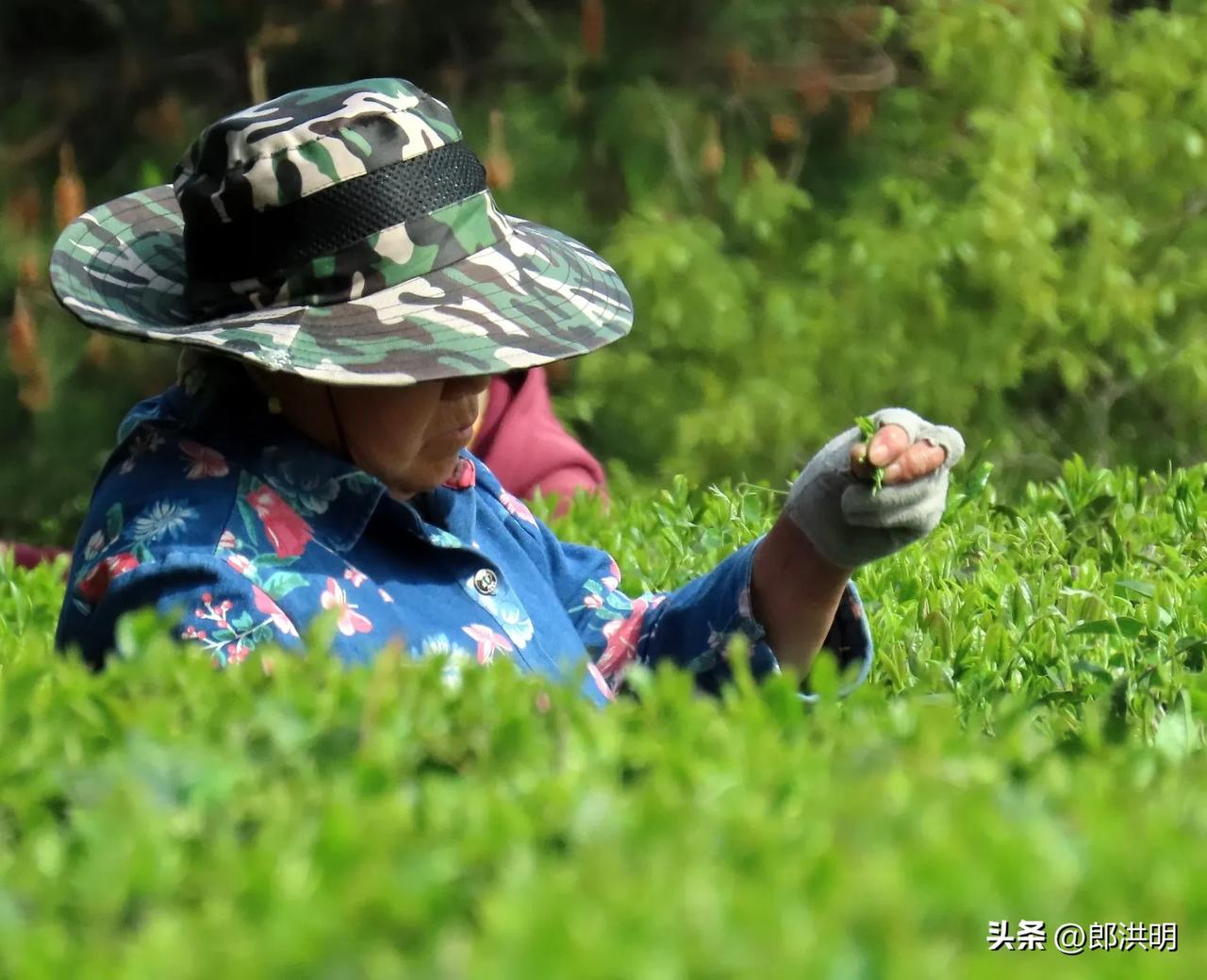 茶园采茶人，绿意满心间。北仑大榭山岗