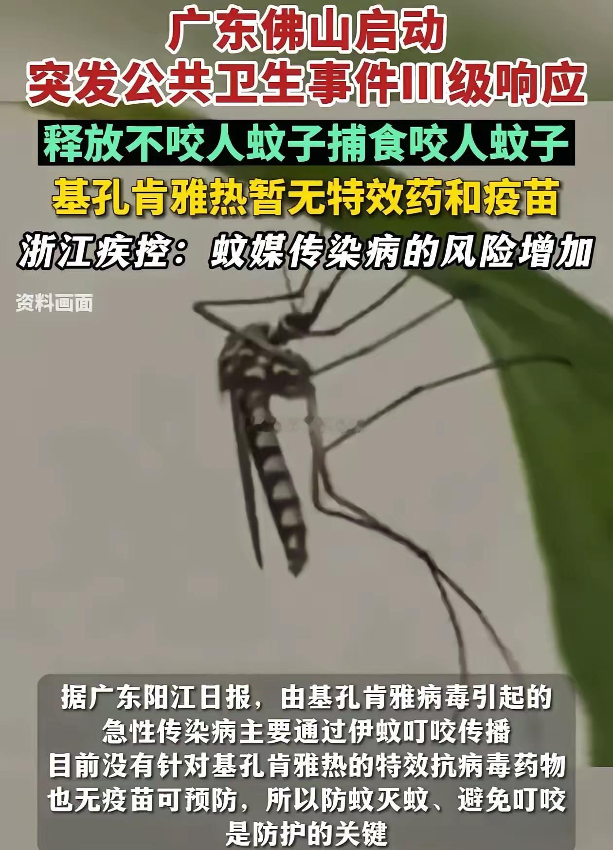广东，为了应对基孔肯雅热，中山大学的副教授带着学生团队，跑到佛山，往积水里倒进一