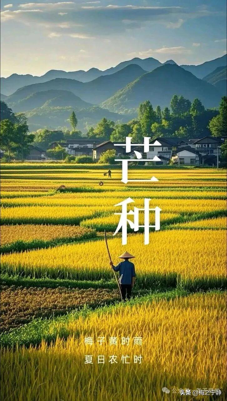🌾²⁰²⁶/₀₆.₀₅ 芒种&高考🍎🐎🍃🌻✍️
🍃𝐆𝐨𝐨𝐝 