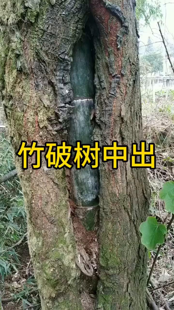 竹破树中出。
不敢相信，亲眼见到一根竹子从树干中破出，拔节直上，大自然的神奇与生