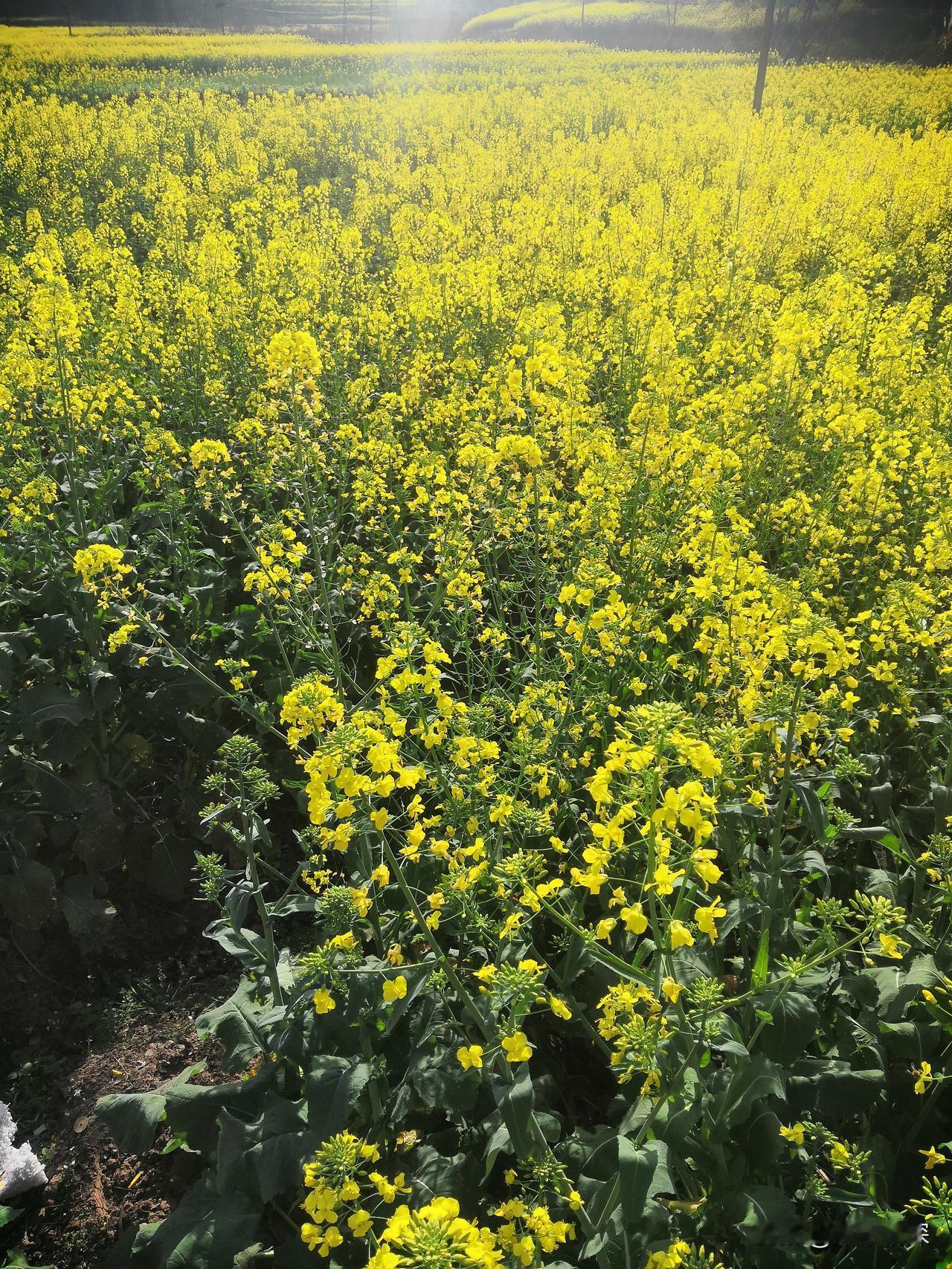 这是一张油菜花图片。绵阳市杨家镇农村里面，当地村民用勤劳的双手谱写出农村美丽的风