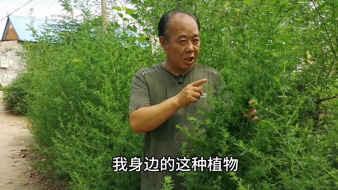 🌿黄花蒿，学名黄花蒿，俗称黄蒿，因其气味难闻，牛羊不吃，鸡鸭不踩，而被村里人轻