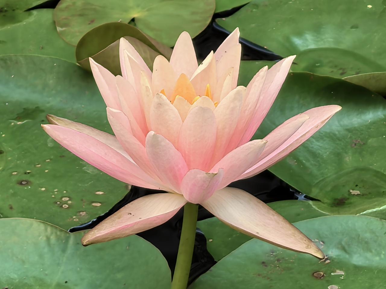 粉嫩荷花开满池，夏日清凉在心间。