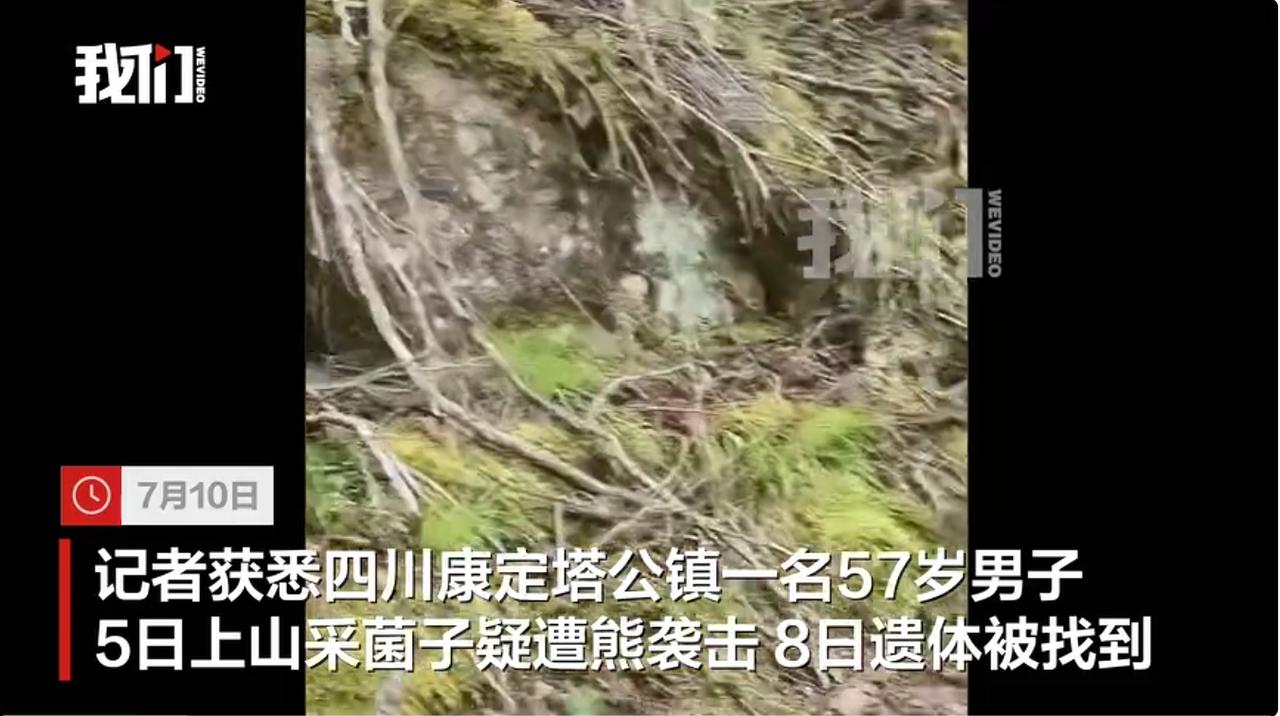 四川康定塔公镇一名 57 岁男子独自进山采摘野生菌，疑似遭遇野生熊类袭击不幸离世