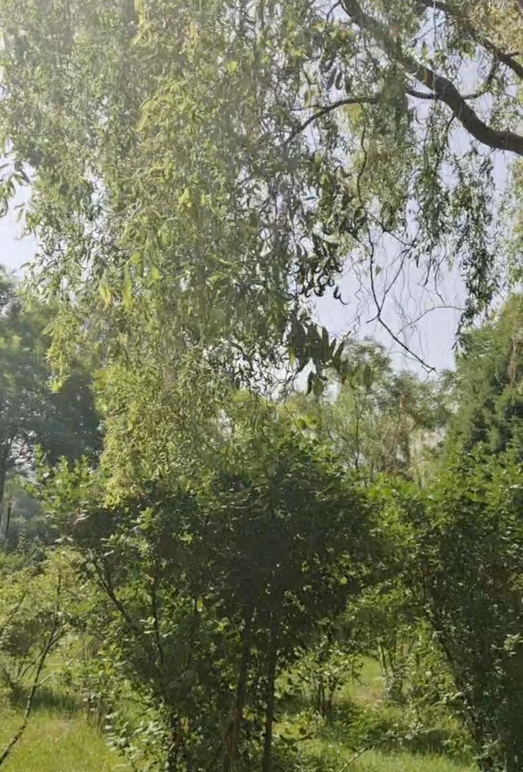 阳光洒落，绿意盎然，自然之美尽收眼底。