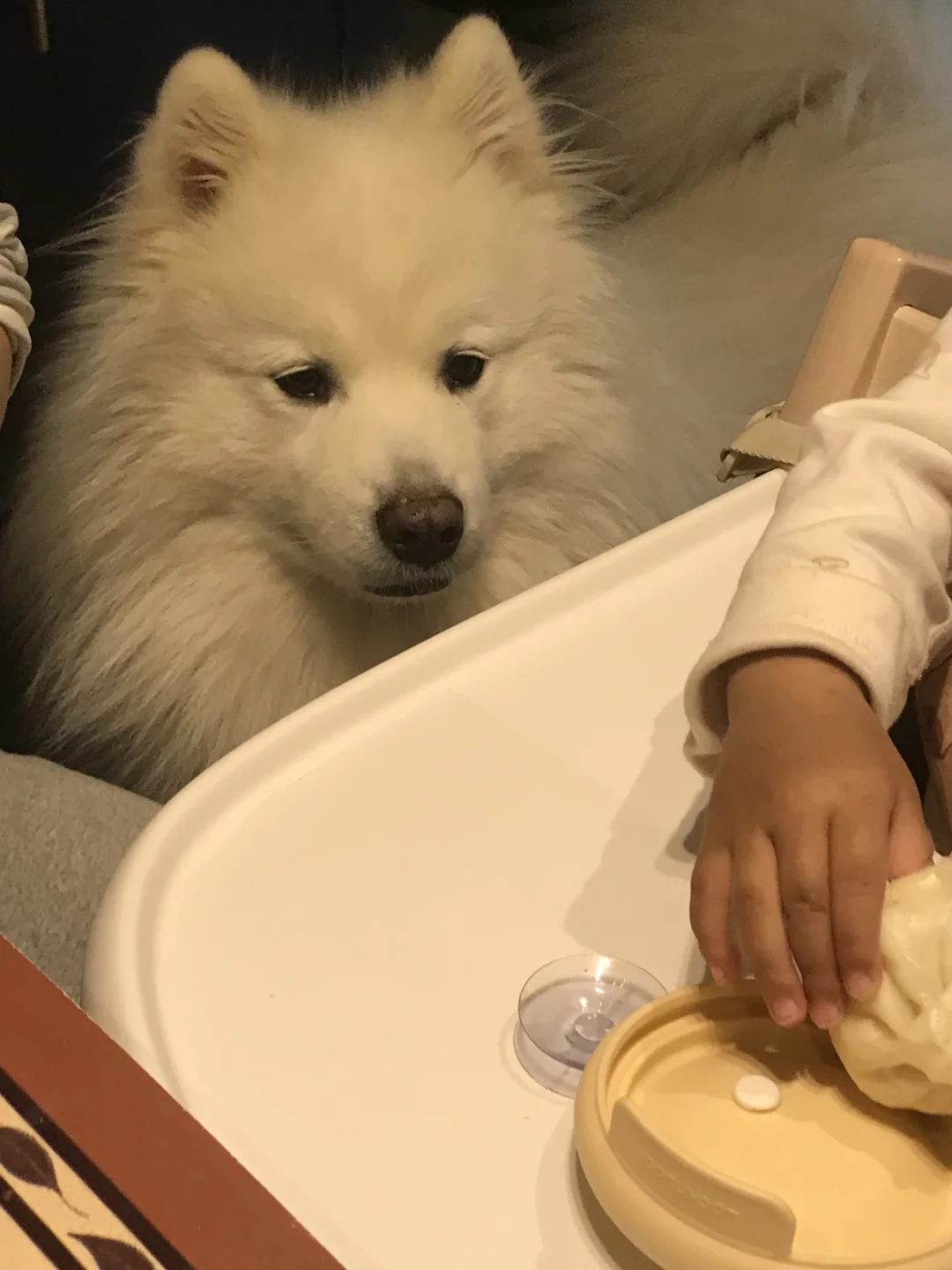小笼包小笼包我想吃