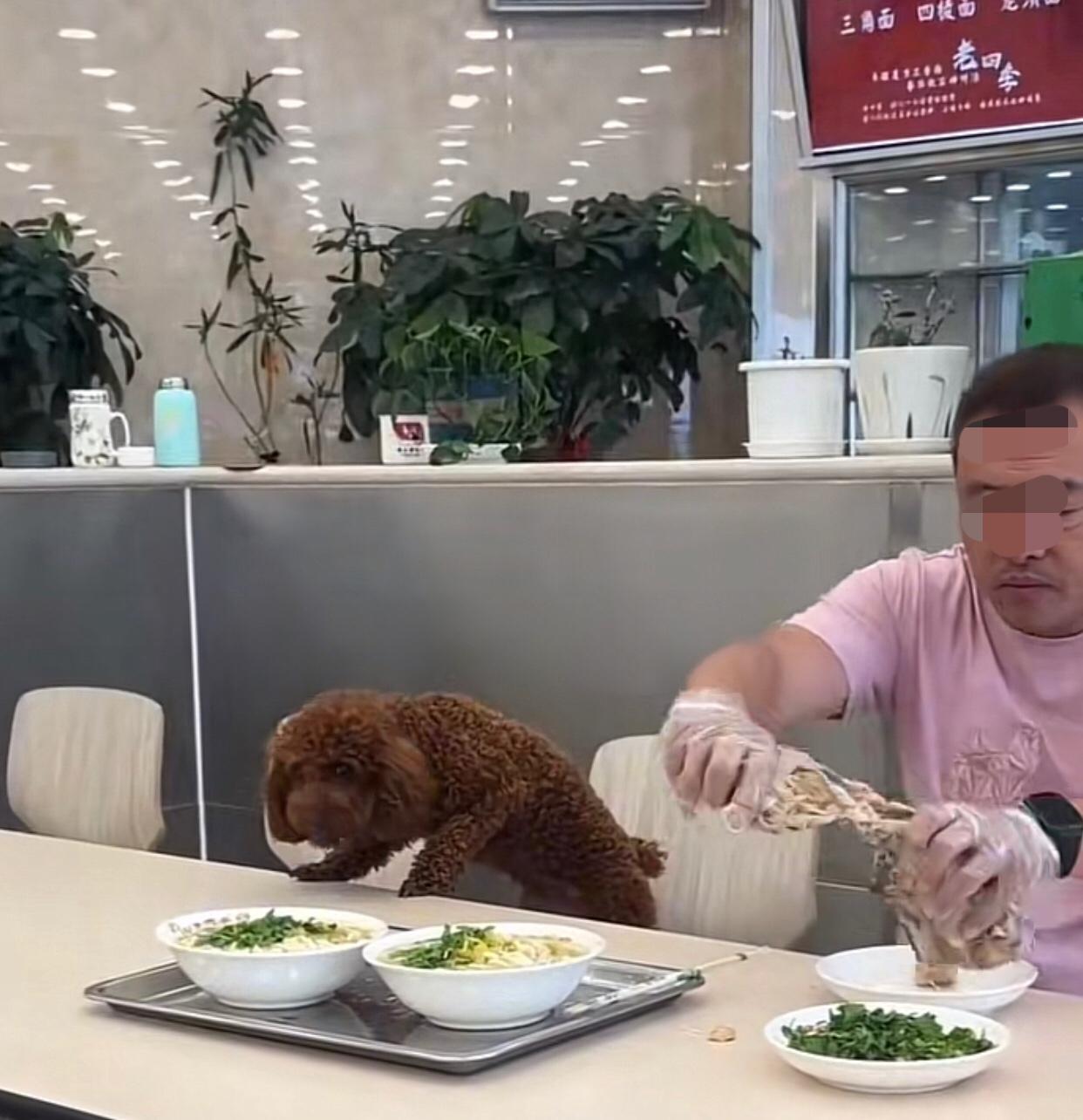 “你吃肉 我吃鸡架！”
沈阳这家老牌面馆狗上餐桌吃饭，事后店主发声：当时店员都去