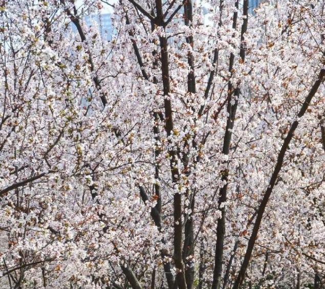 湖北天气大反转，油菜花爆火，再不去就晚了
湖北人春天的快乐，全是花给的！谁懂啊，