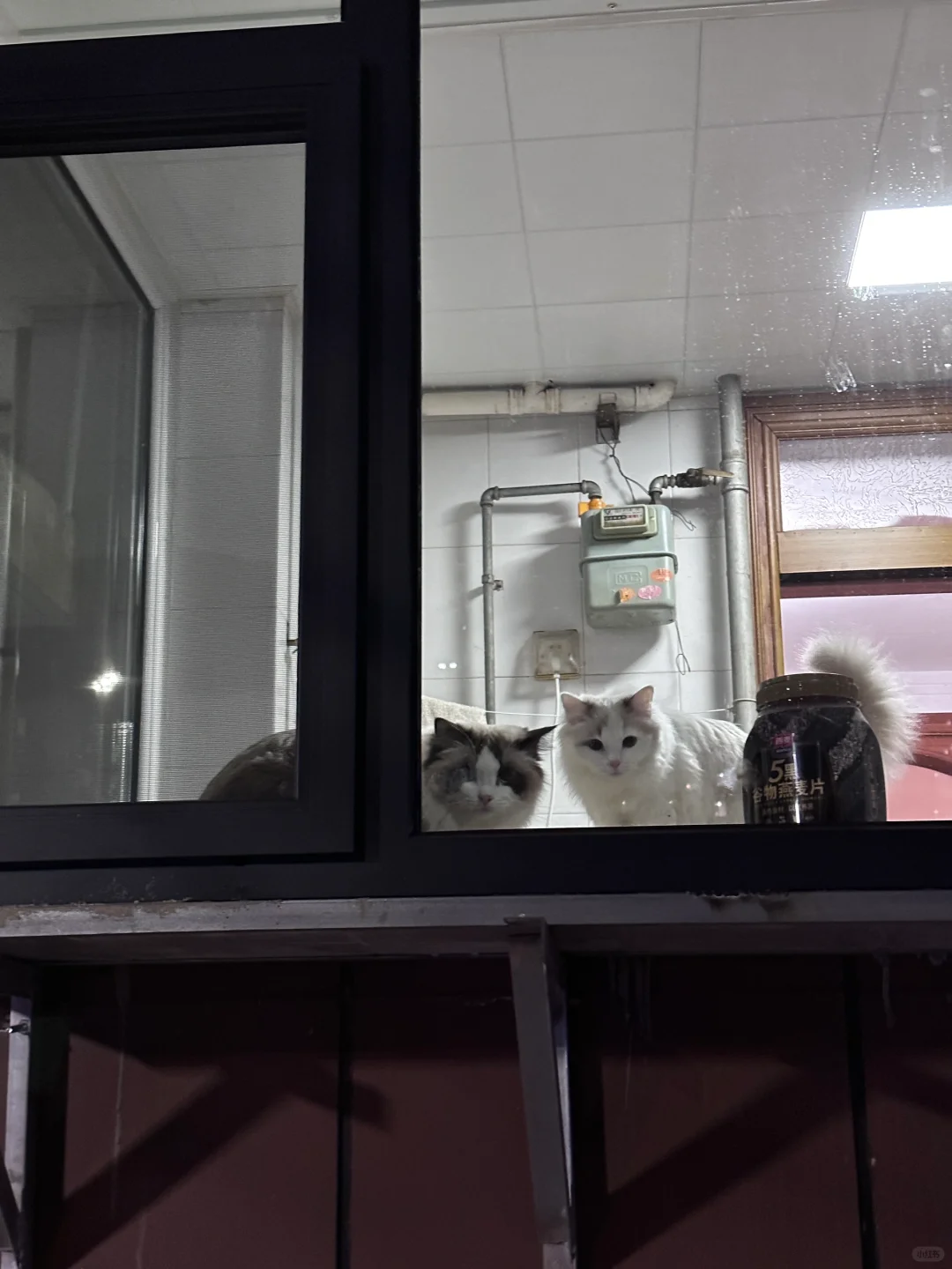 每天在窗台等我打猎回家