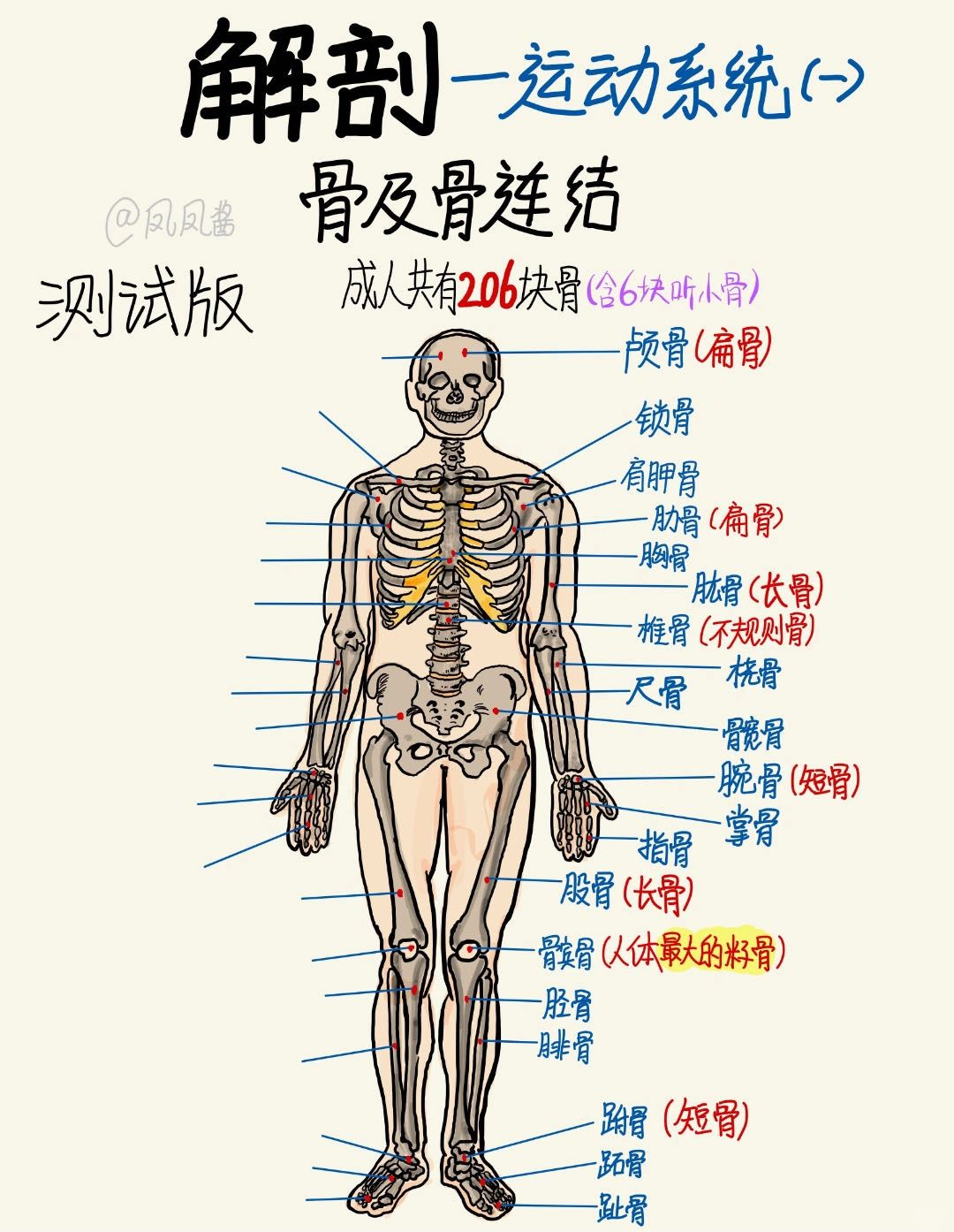 【解剖】运动系统 骨及骨连结 建议点赞收藏