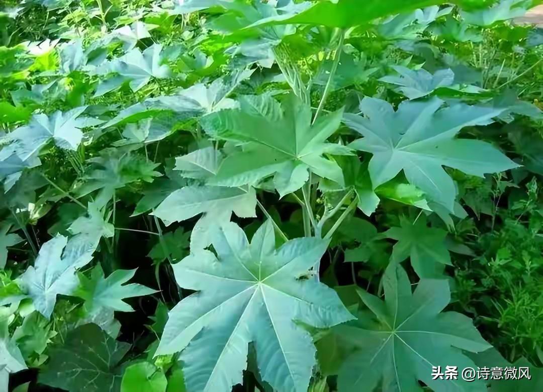 植物可以当武器？中国种植1400年的蓖麻，竟被美国列为战略物资。
 
很多人童年