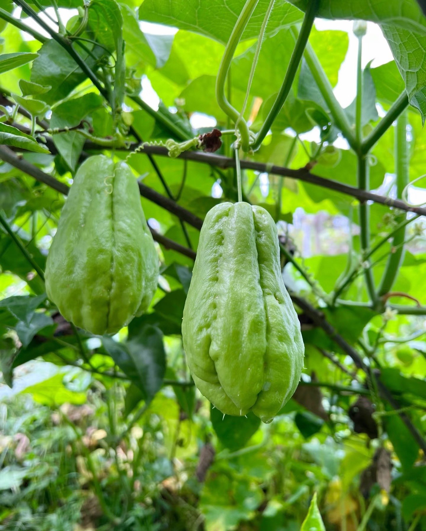 我感觉是不是美伊朗有变数？市场反馈消息面太延迟，总体看很不对劲。今天停止打野了，