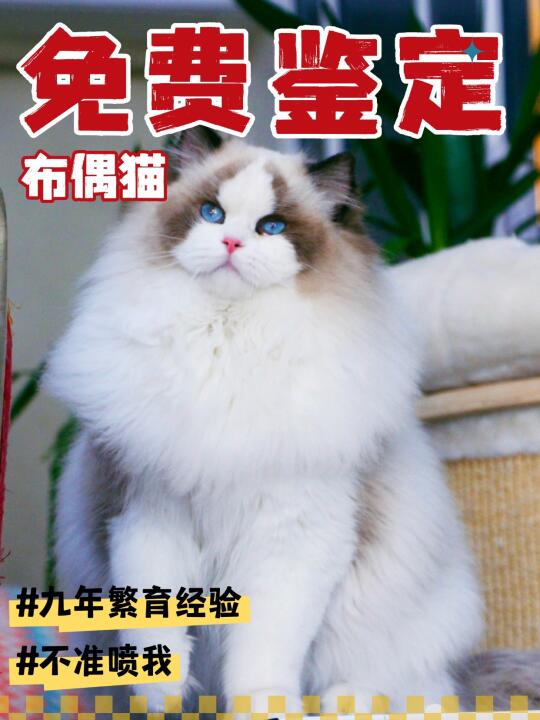 免费鉴定布偶猫，看品相，估价格，教养护！