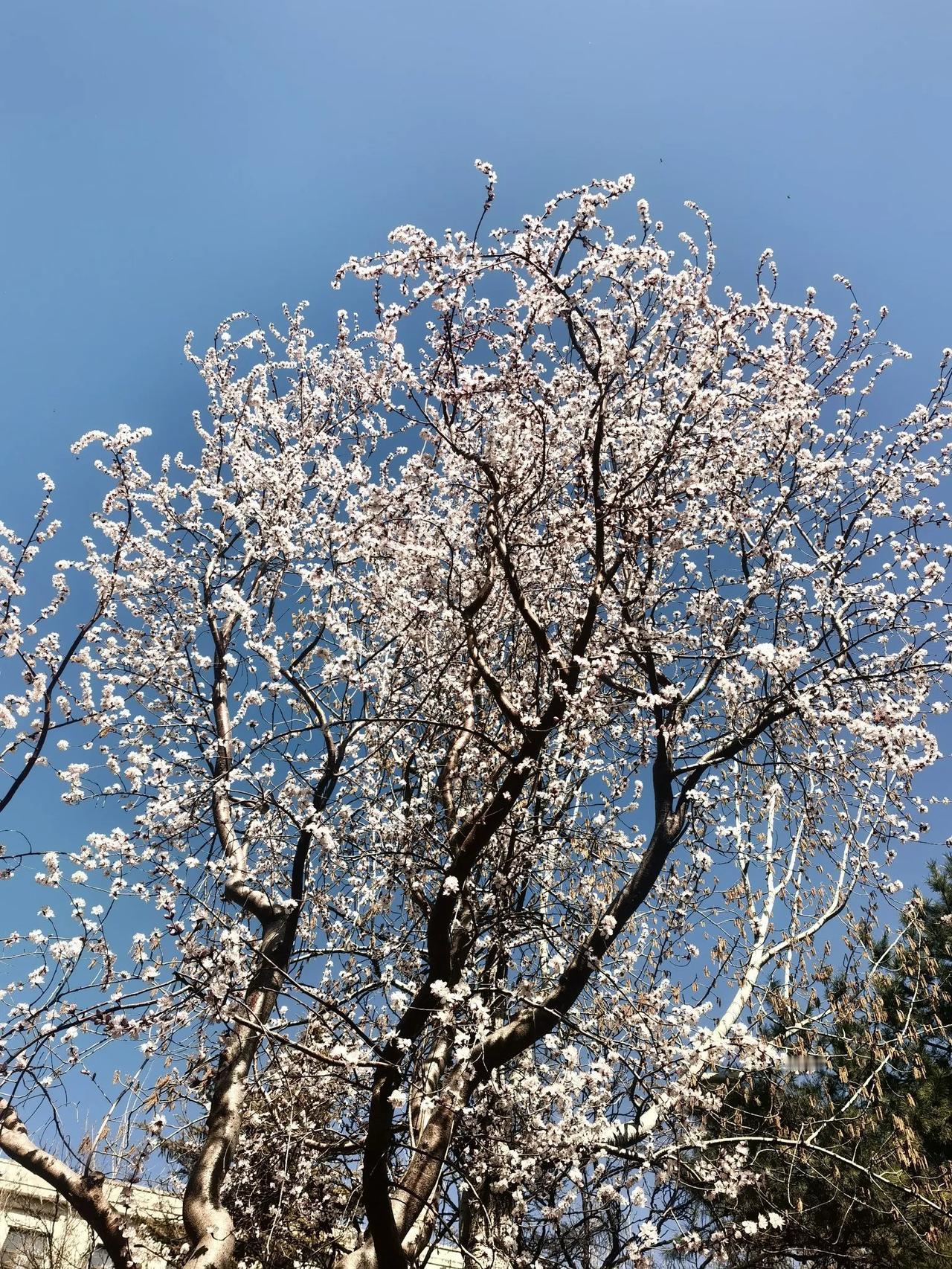 与同事争执不休，我说是李子树，她说是杏树。谁也说服不了谁，在春日里大笑 反正是棵