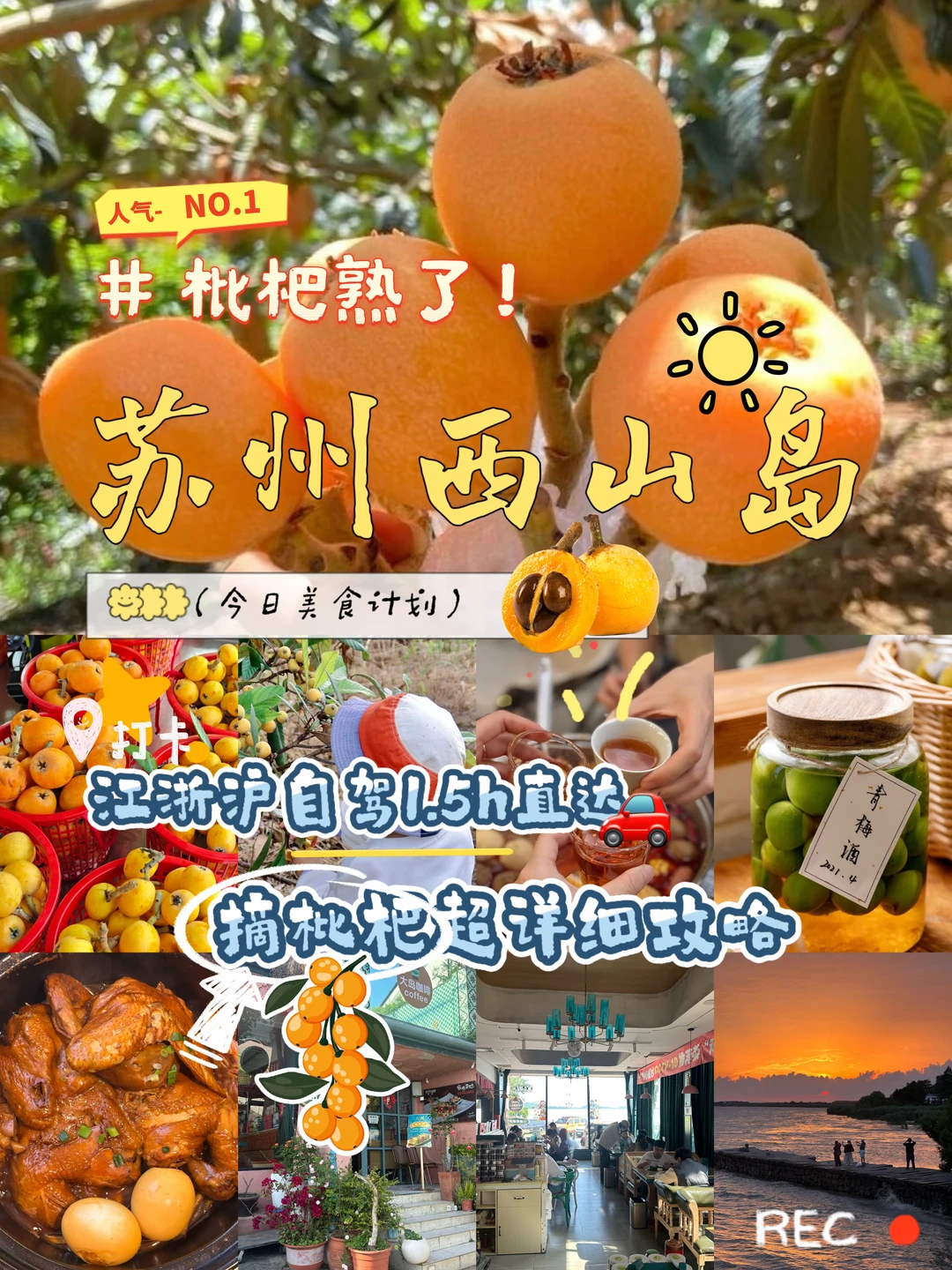 夏日限定❗️在苏州西山岛实现枇杷自由✅