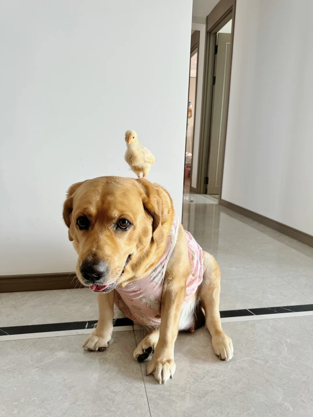 小狗养的小鸡会飞了：现在是狗背上的民族