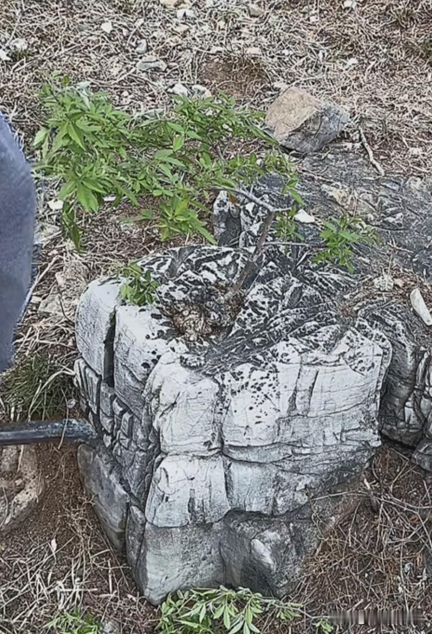 《大自然奇观》
       黄荆，它几十年来遭受踏踩，历经狂风暴雨，饱受日晒干