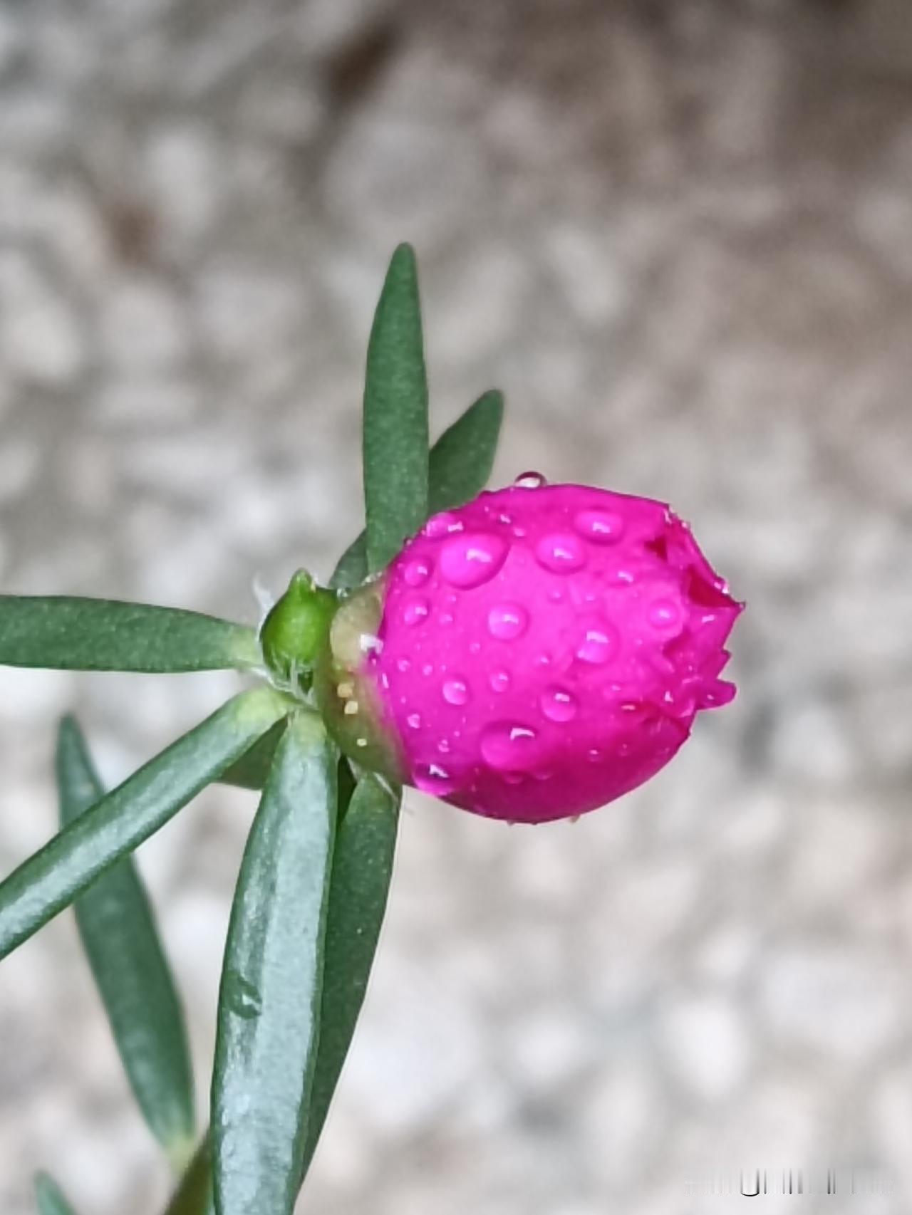 墙角一盆太阳花（大花马齿苋）的花苞，画面中粉红色的花苞饱满圆润，表面布满晶莹的水