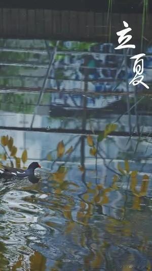 《七律.立夏》
薰风初入送春归，
万木葱茏翠作围。
畦畔秧苗迎日长，
枝头莺语逐