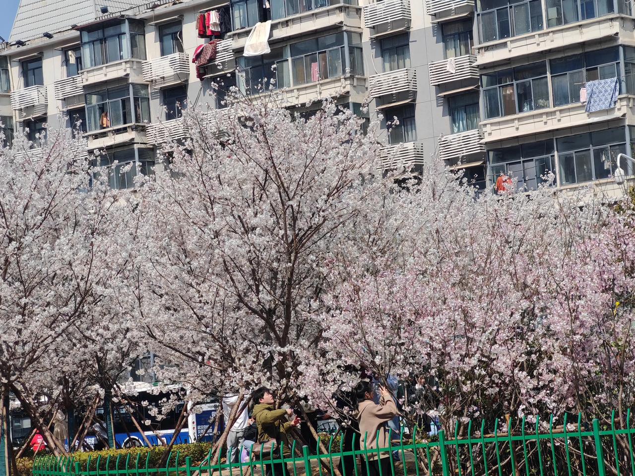 风若轻拂，花枝便微微颤动，花瓣似有若无地簌簌飘落，恍若下了一场无声的香雪。背景的