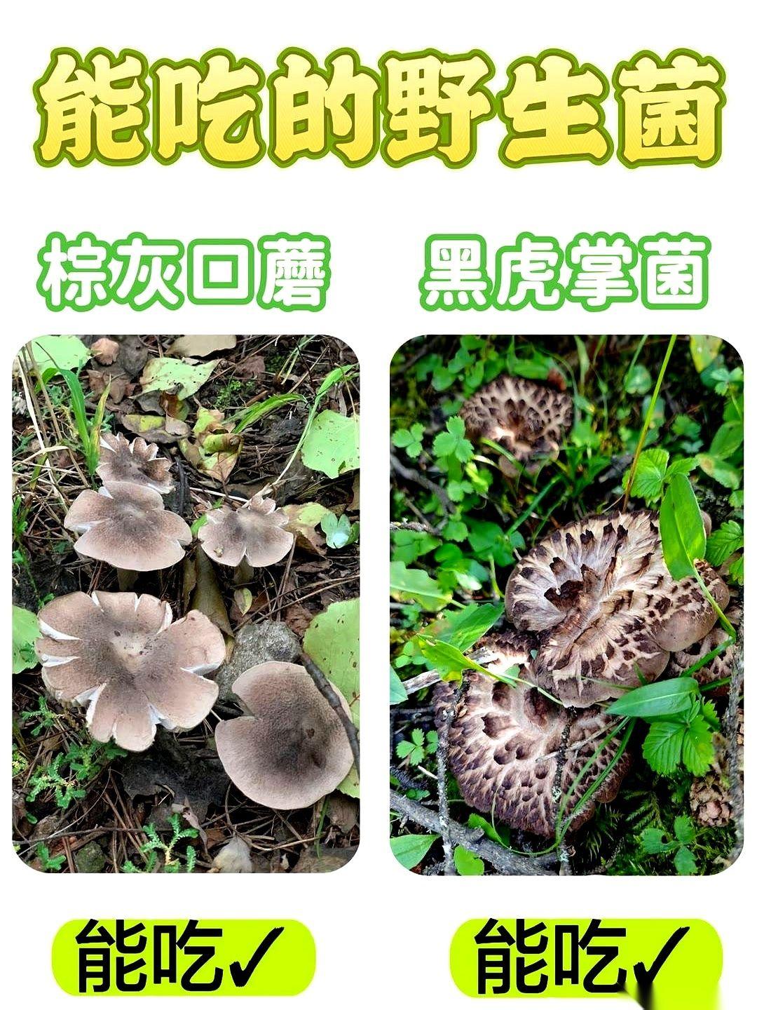 一场雨一下，山里那股子土腥味混着松针的香气，一下子就把记忆的阀门给冲开了。
小时