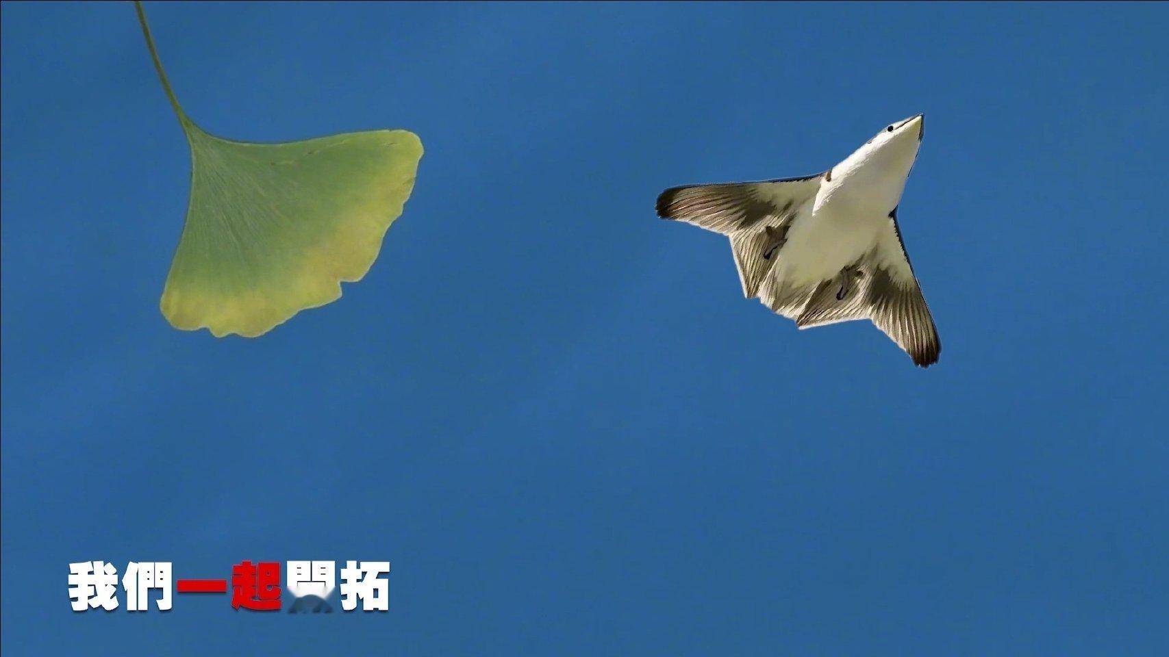 东部战区MV出现银杏叶   哈哈哈，搞得那么含蓄干嘛，懂得都懂，直接摊牌得了！[