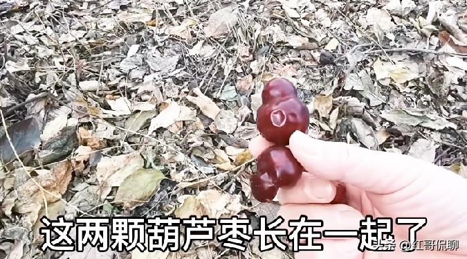 昨天看见这位北京著名博主视频里介绍的葫芦枣，还挺好奇的，不知大家见过没有，搜寻了