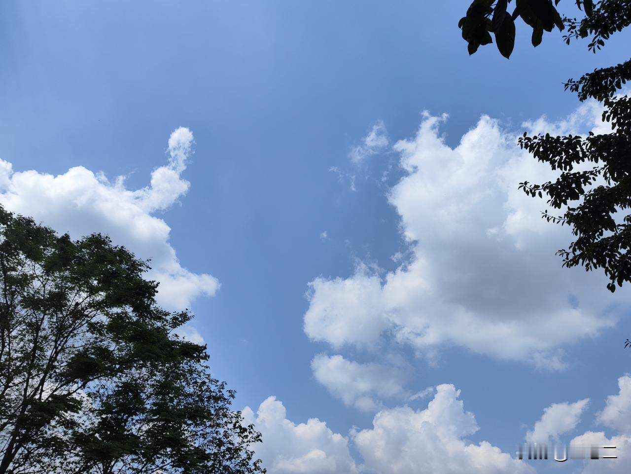 天空湛蓝而澄澈，大团大团的白云宛如蓬松的棉花糖，悠悠然地飘荡着。

树叶于画面边