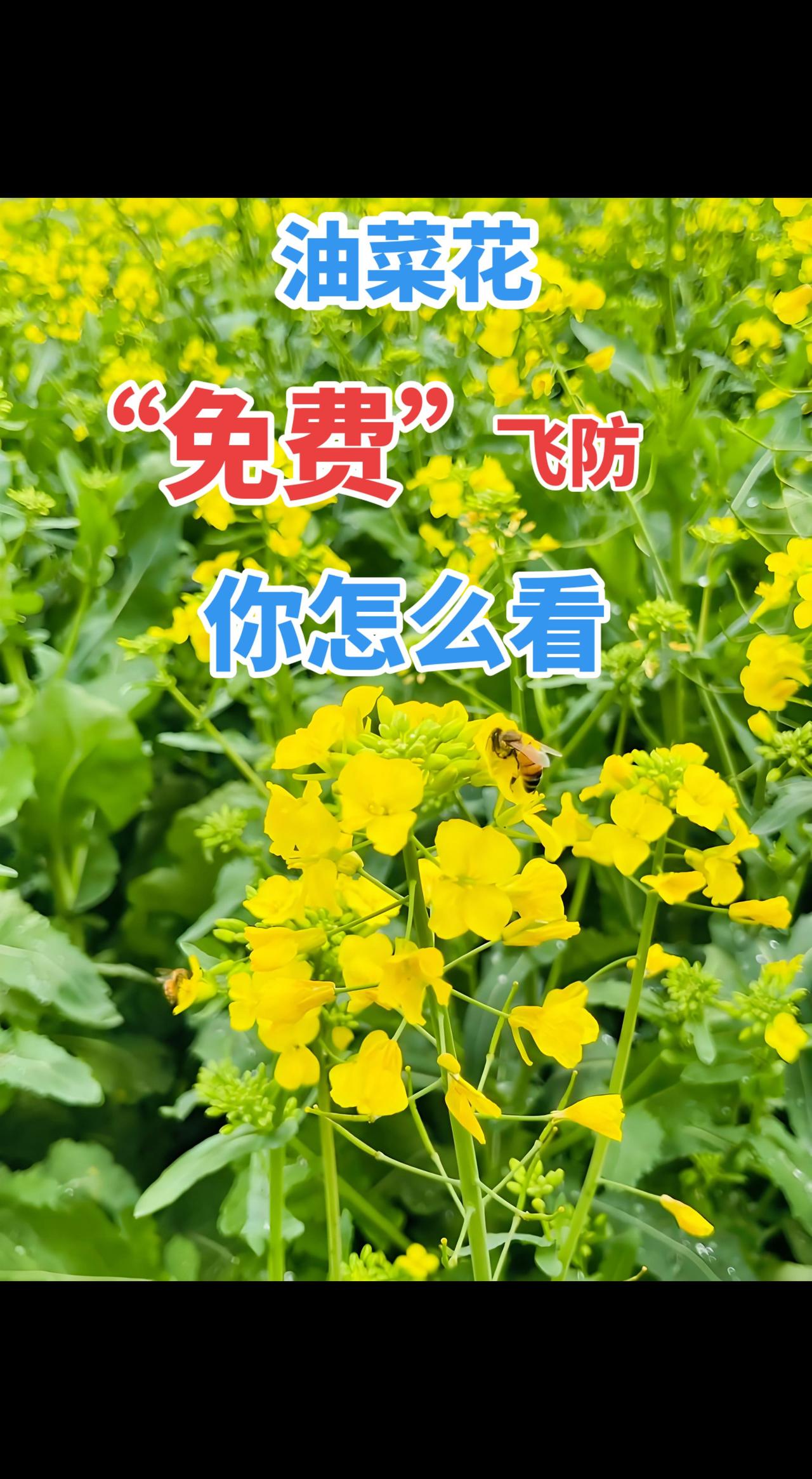 最近全网热议的油菜花花期打药，我认为是极不科学、极不合理的做法。
蜜蜂是油菜增产