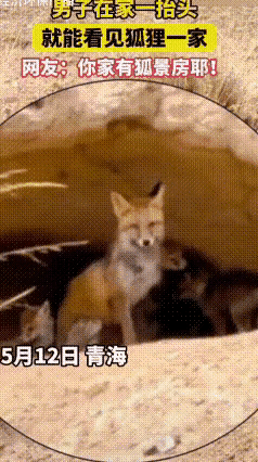 青海牧民喜提“狐景房”，最开始总担心对方对牛羊不怀好意。时间长了才发现：狐狸一家