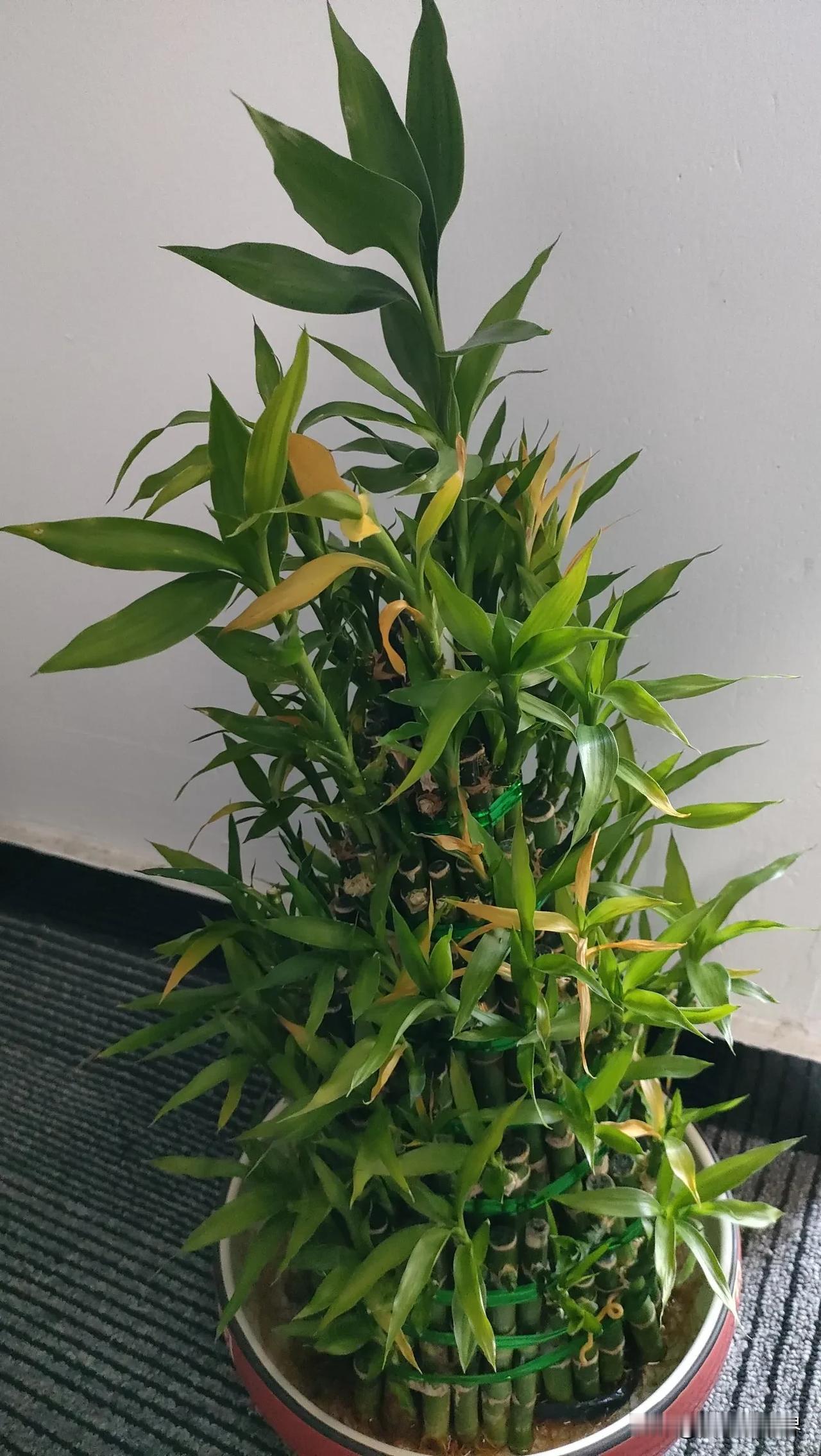 我养的节节高盆栽已经半年了，一直养的绿油油的，一直按照卖植物的店家的方法去养的。