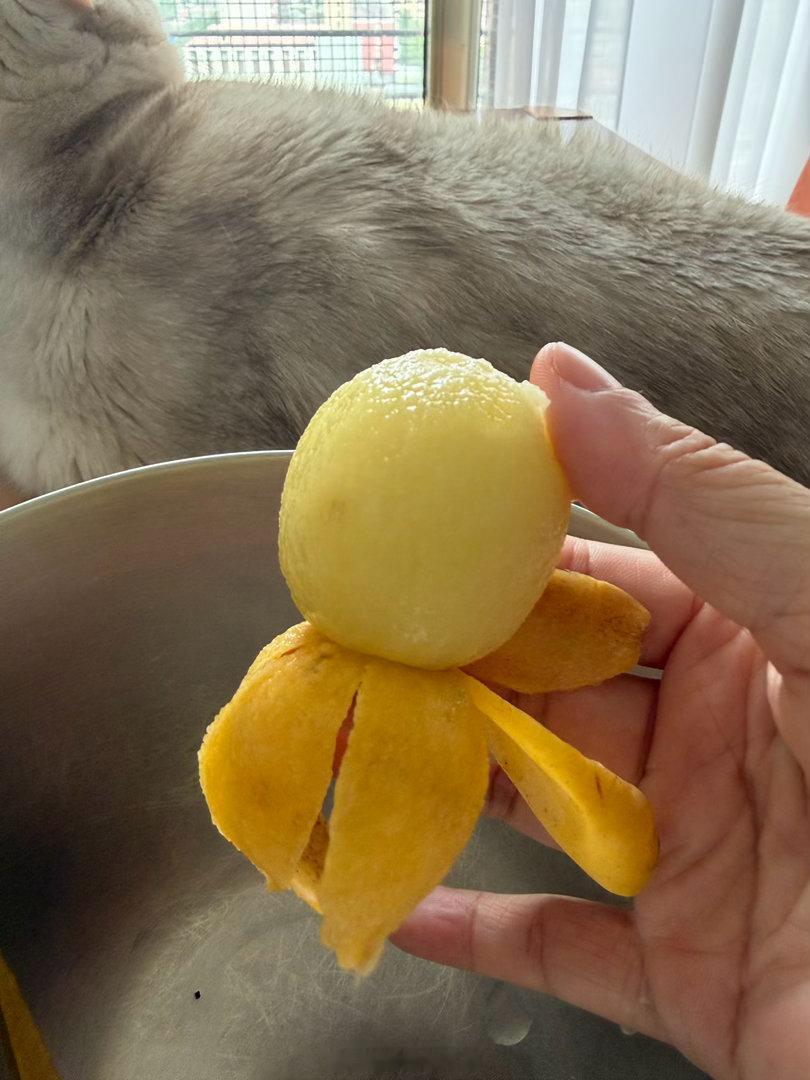 北京碎片 这个东山枇杷可能是品种不同，皮薄如纸，果肉如白玉，和蒙自枇杷差别很大。