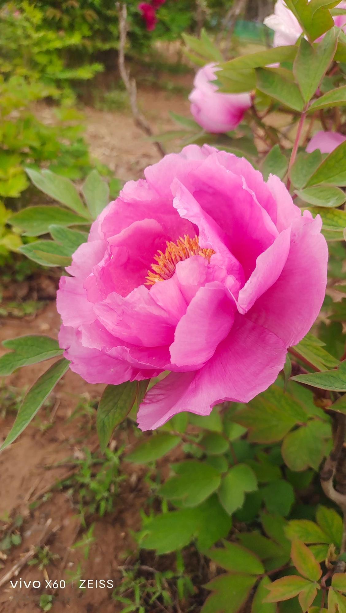 咸阳湖牡丹\芍药花随便看，不要钱。