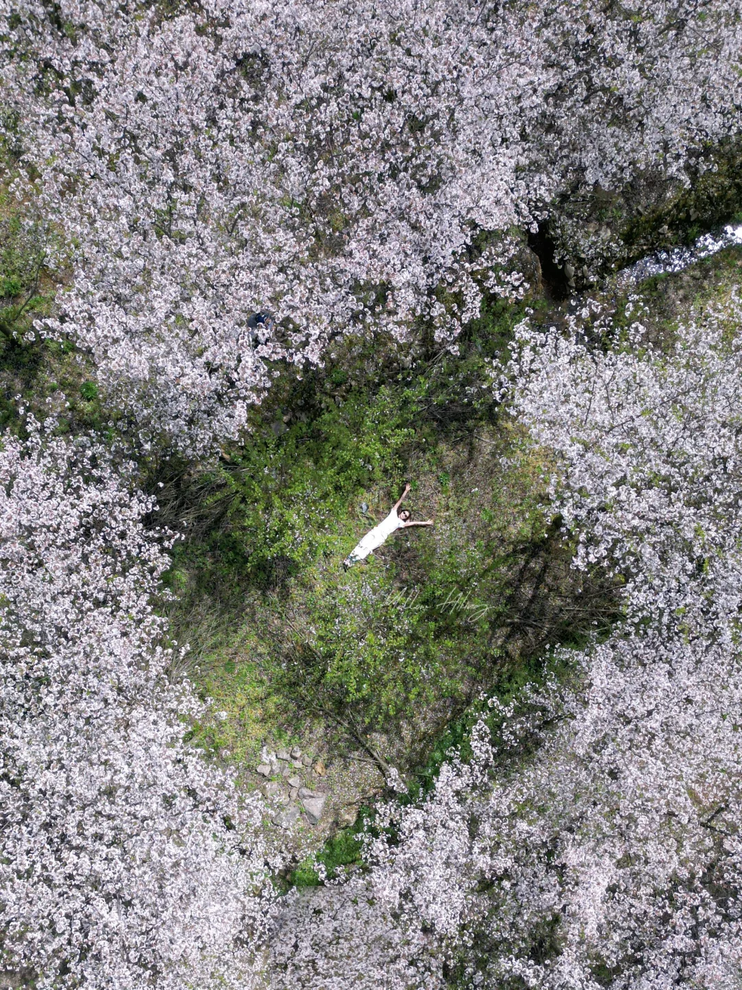 宁波爬山徒步｜樱花花海 花多人少 速来！！