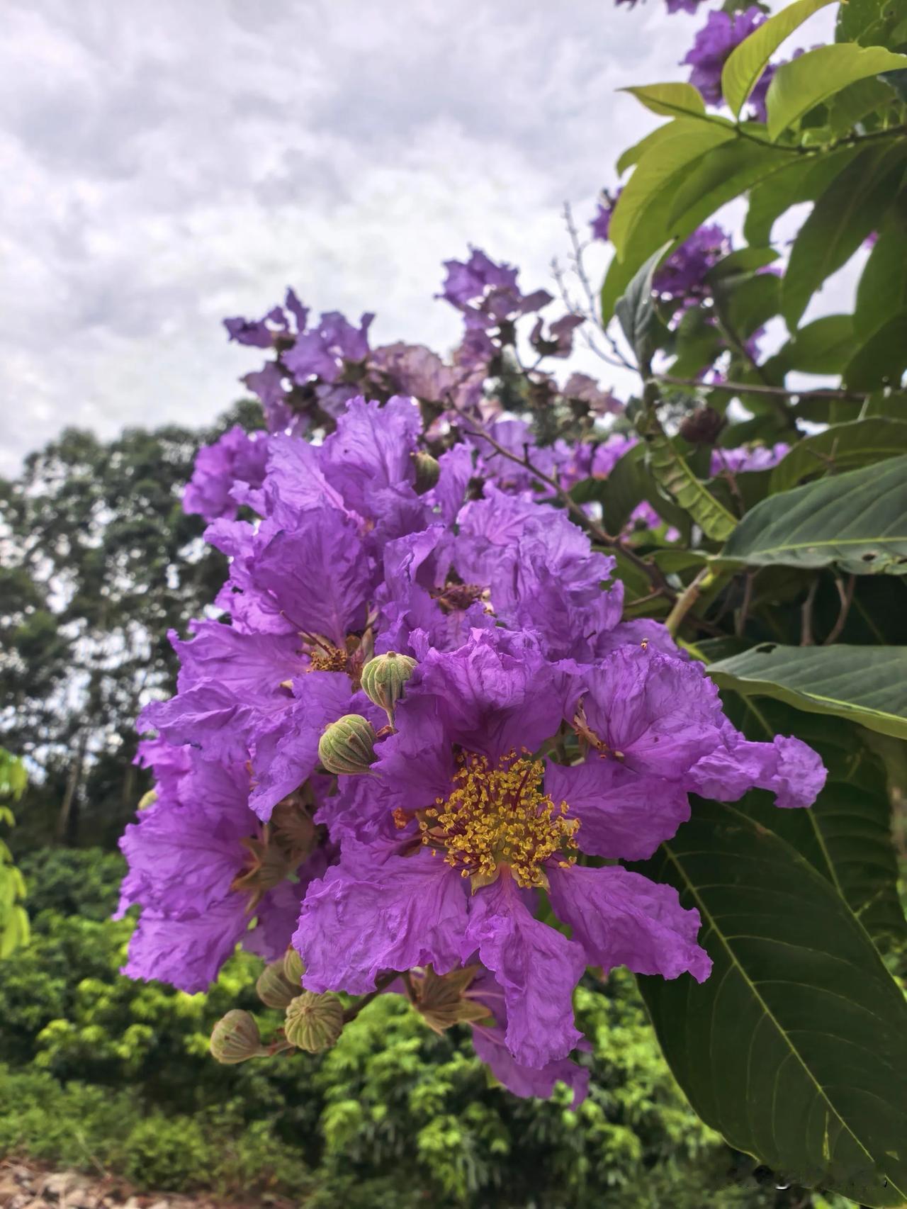 花瓣像被时光轻轻揉过的紫绡，带着自然的波浪卷边，在蓝天下铺展开浓烈又温柔的紫，明