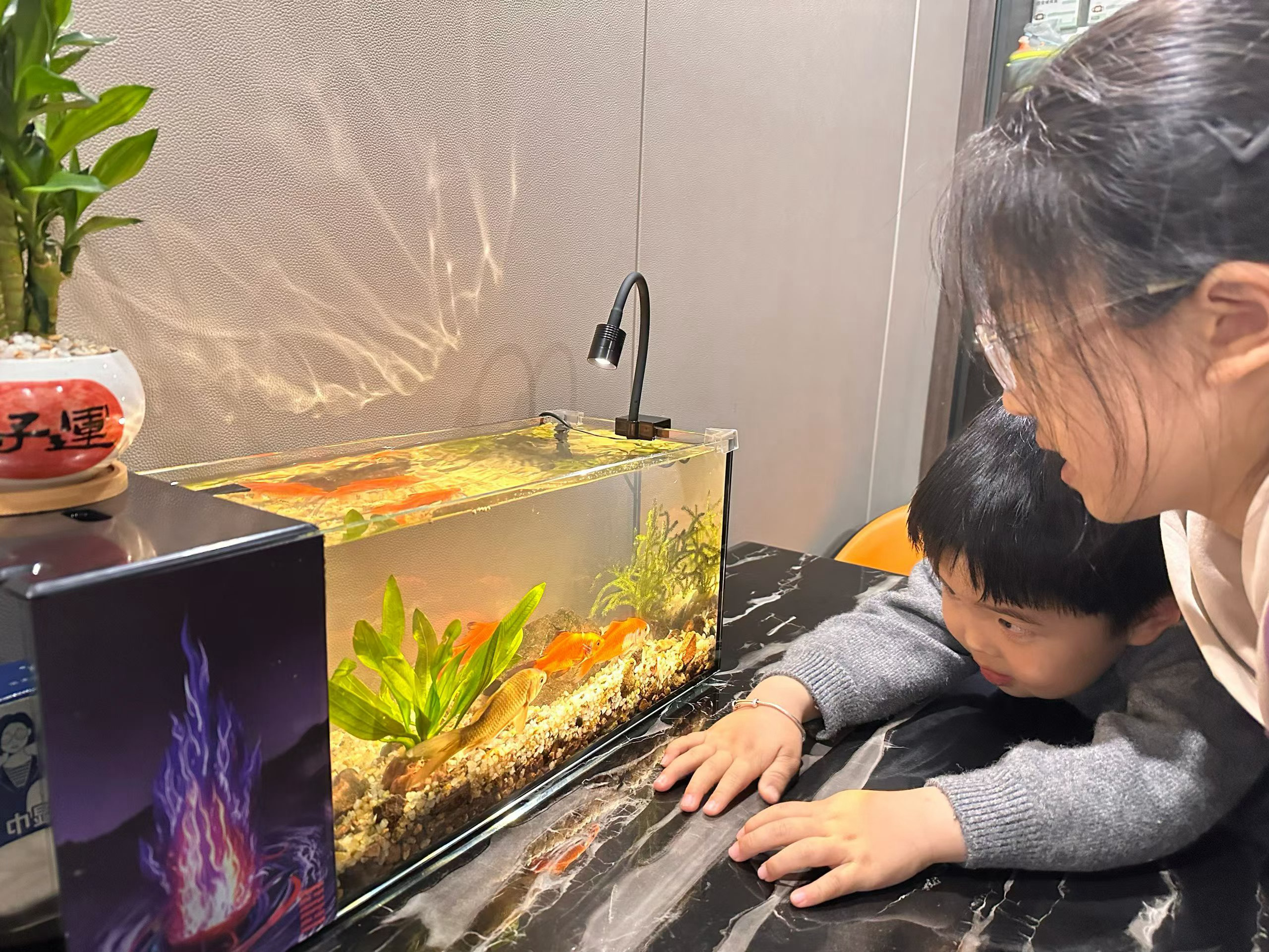 生态小鱼缸，孩子们很喜欢，清明假期也结束啦 