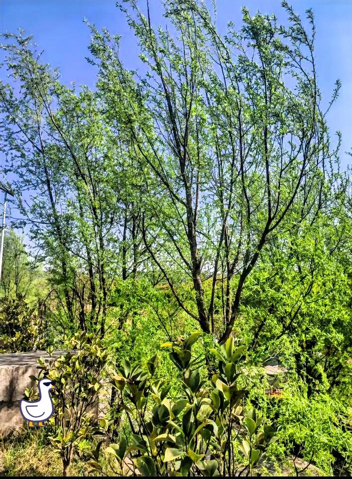 这天气也太舒服了吧！你看这蓝天，干净得像被水洗过一样，一点云都没有。

旁边的柳