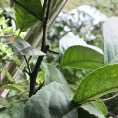 生活手记散步去吗 