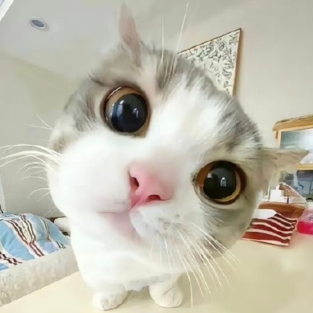 想给蒲总当狗是人之常情 ​​​