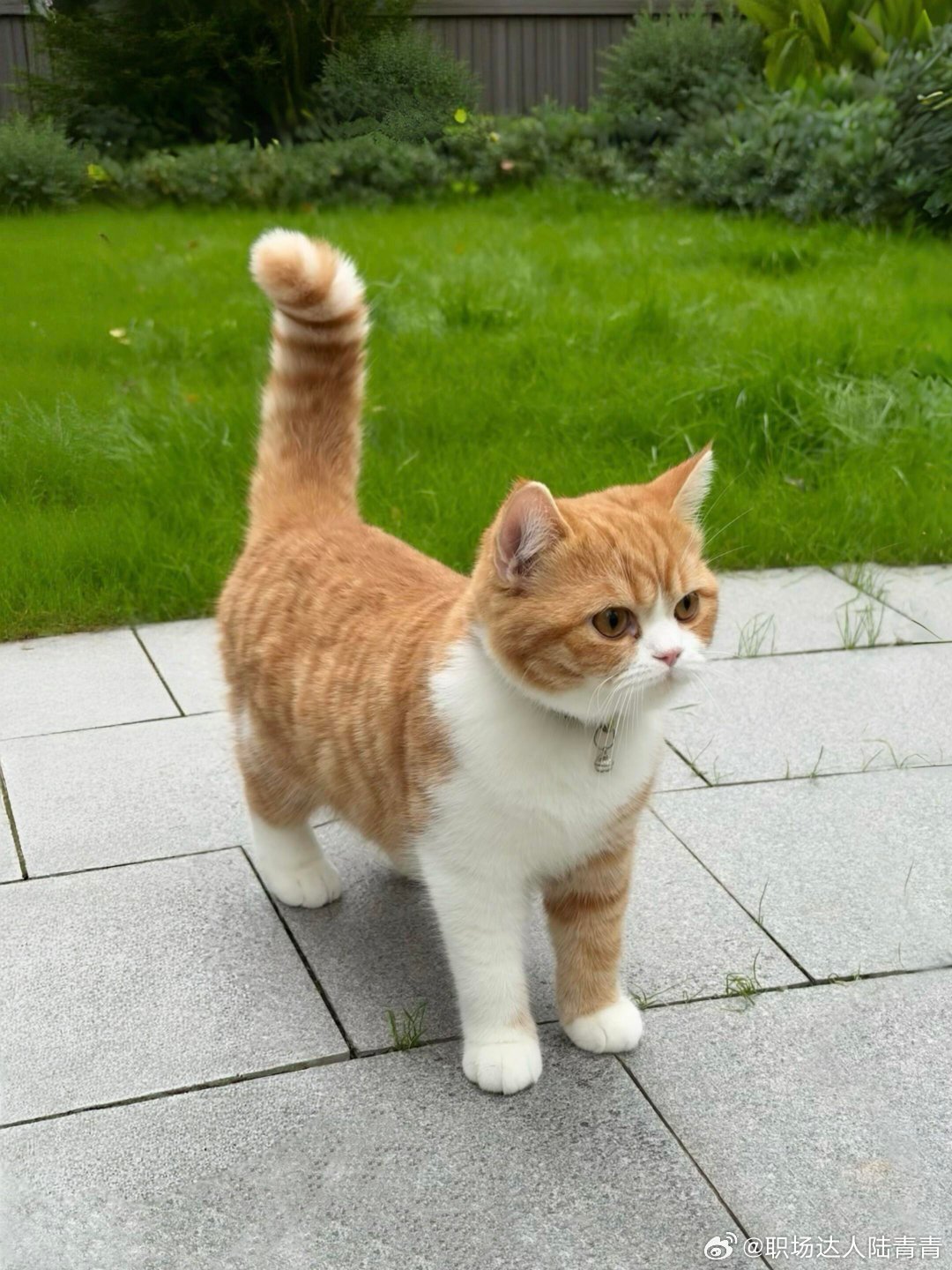 一只很“🐈”的猫是被emoji🐈认可的咪 