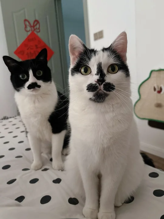 有这样的小猫，你几点起床？