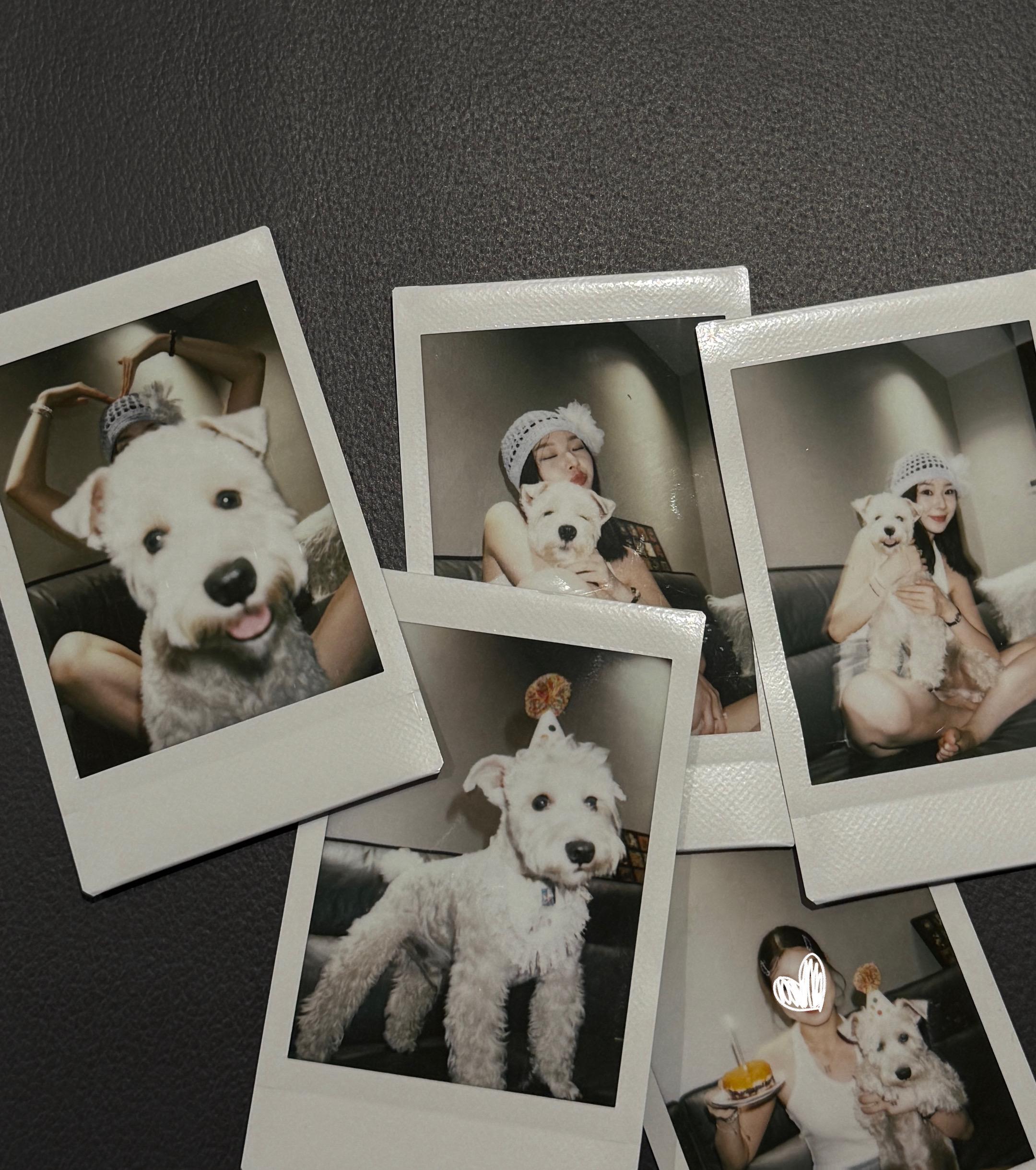 🎂钢蛋小朋友三岁啦🎂。“平凡的小狗来到平凡人类的平凡生活。” 生日...