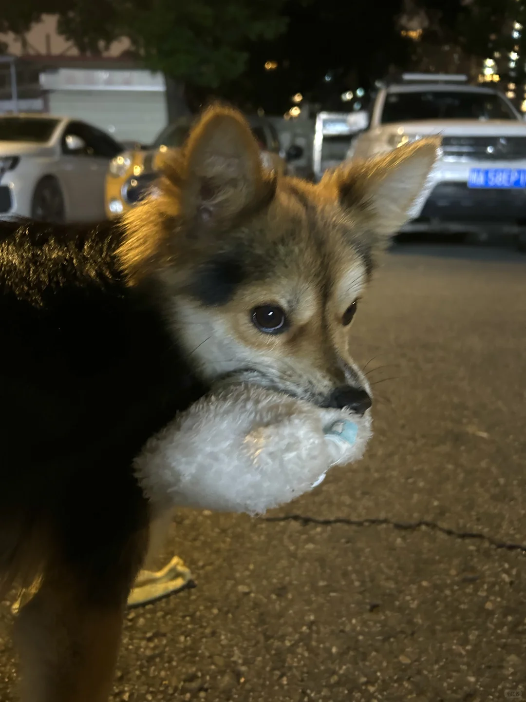 凶狠但是可爱o(｀ω´ )o