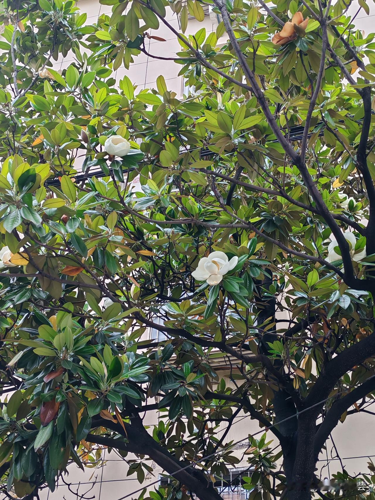 终于发现一个真相：
 
微头条能不能爆，真的和文采一点关系都没有！
 
同样写感