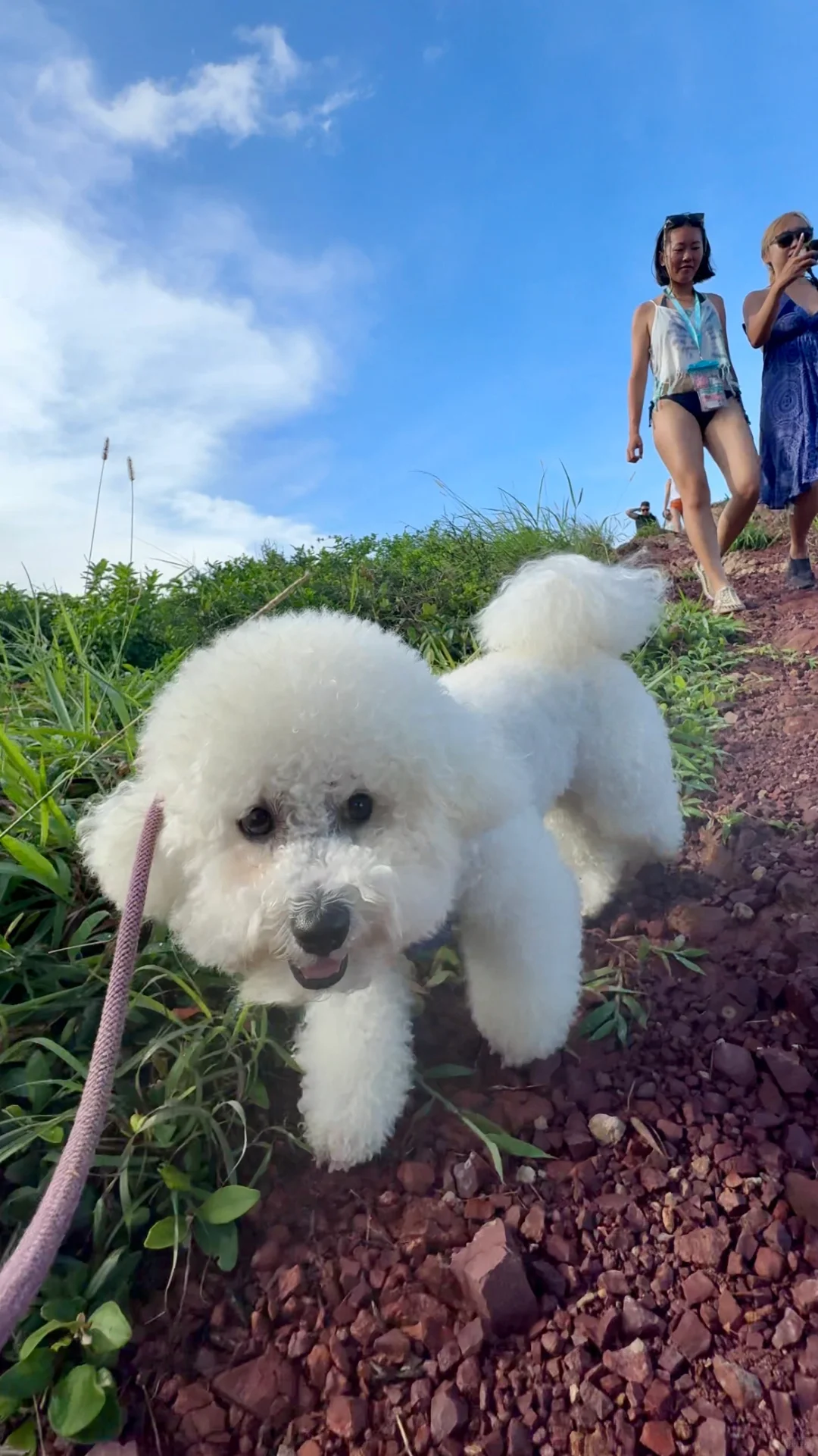 狗狗探秘赤洲岛：火红之旅，你敢来吗？ 🔥🐾️