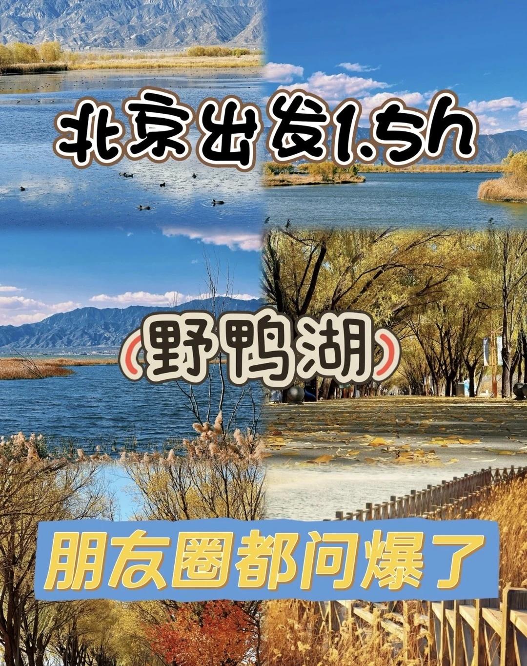 北京出发1.5h｜野鸭湖湿地公园
北京周末逃离计划｜这片秋日限定的野鸭湖绝了
✨