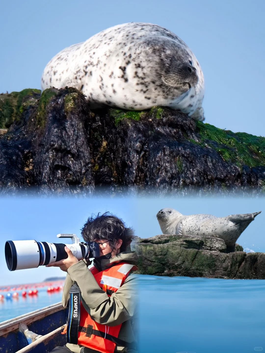 我！看！见！了！野！生！海！豹！