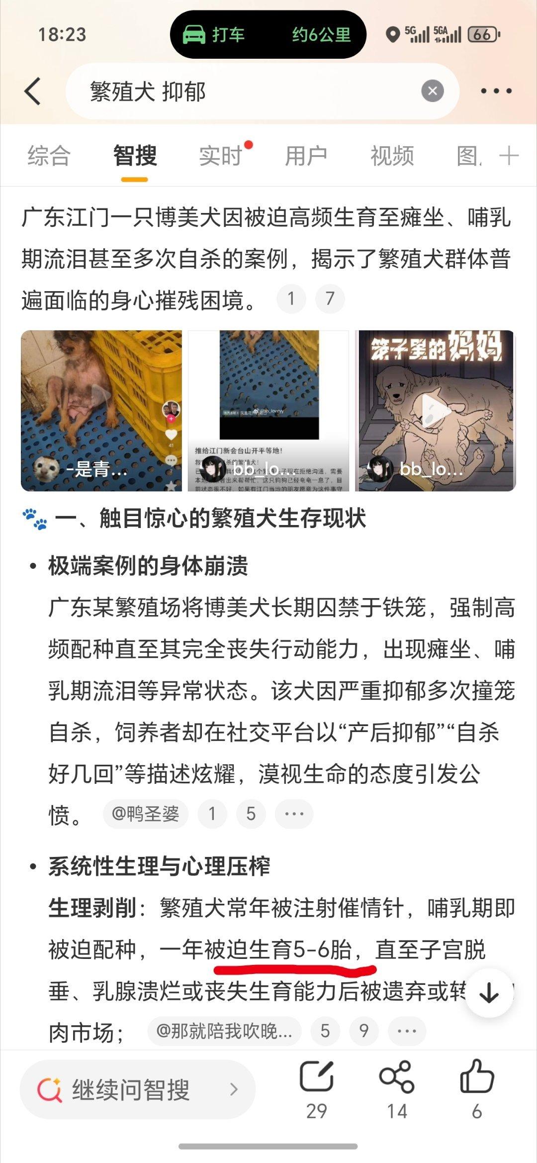 繁殖犬 抑郁太没人性了狗狗的命也是命啊博美一胎怀孕两个月一年被逼怀5-6胎也就是