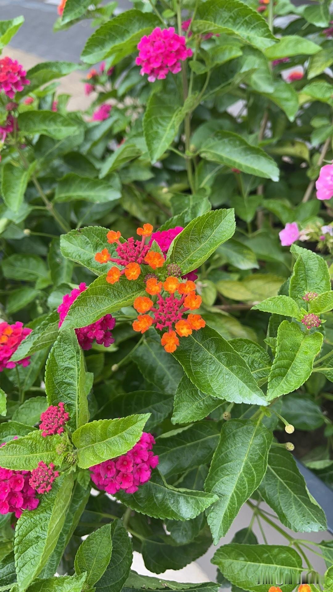 有时候感觉生活的很累，就是没有摆脱身上的习惯！
吃剩下的饭菜，不舍得扔，非要放进