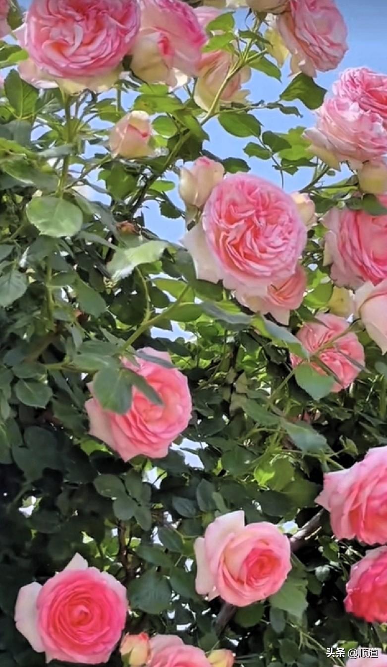 其实人从出生那天起，生命就在倒计时，活一天就少一天。
所以千万不要为难自己，更不